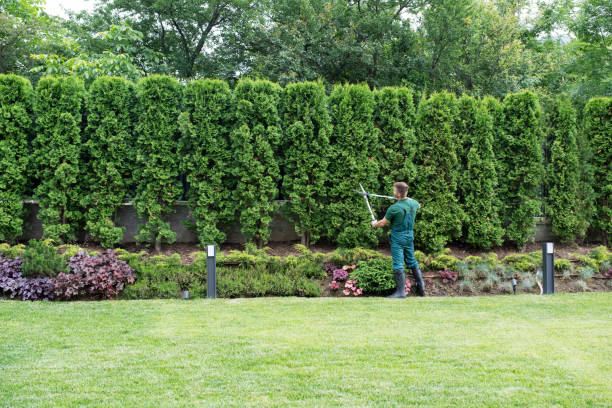 Best Sod Installation  in Danville, CA