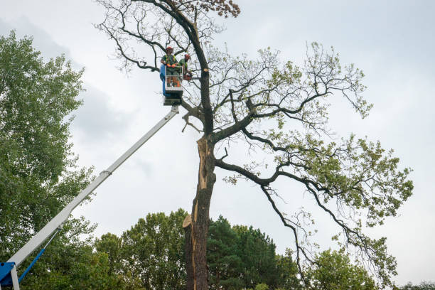 How Our Tree Care Process Works  in  Danville, CA